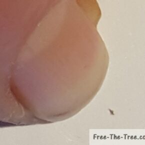 Thrips size compared to finger nail