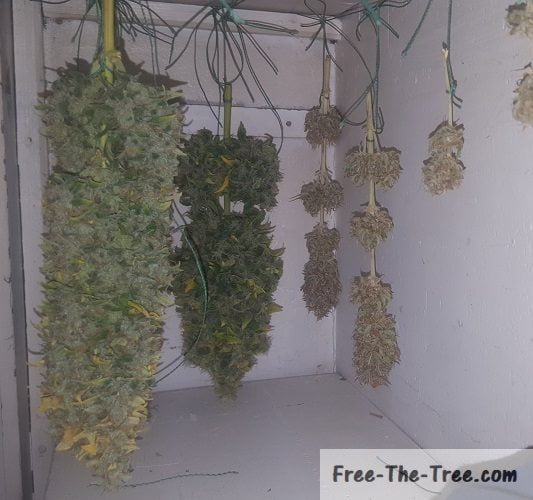 Different stages of drying marijuana buds