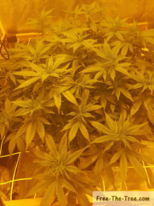 just changed to the yellow light for flowering stage of SCROG