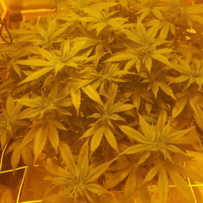 just changed to the yellow light for flowering stage of SCROG