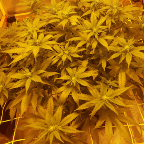 First buds showing at the end of the stretch phase of Big Buddha Cheese