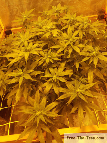 First buds showing at the end of the stretch phase of Big Buddha Cheese