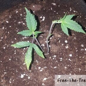 marijuana plant after pruning the leaves