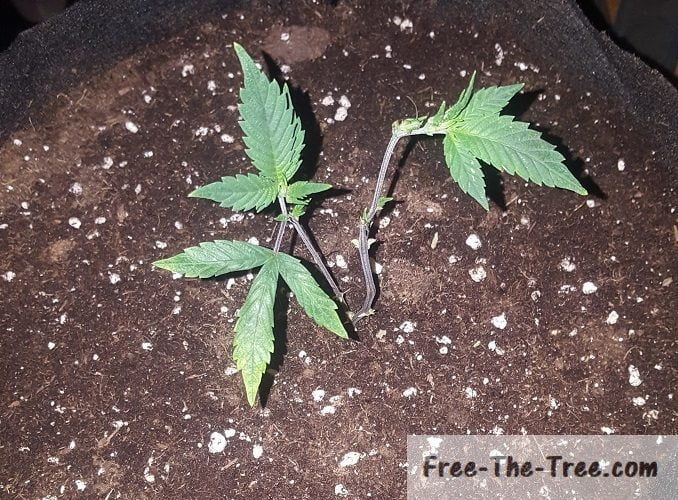 marijuana plant after pruning the leaves