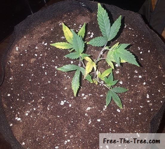 marijuana plant before pruning the leaves