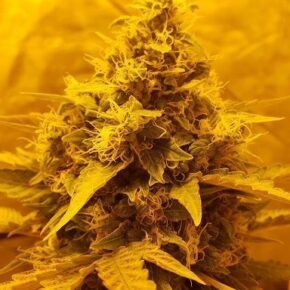 Close up on marijuana flower