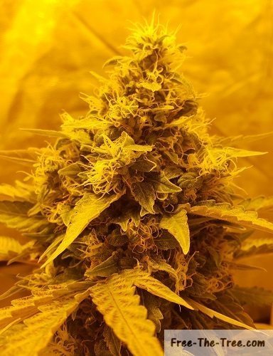 Close up on marijuana flower