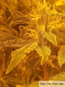 Close up on growing trichomes on the buds and leaves