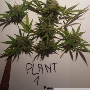 First plant before curing the leaves off