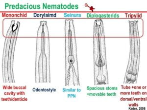 graph showing all the types of predatory nematodes