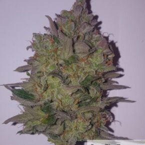 Critical 2 purple bud due to cold