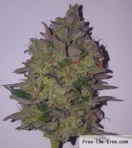 Critical 2 purple bud due to cold