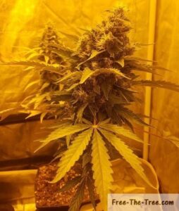 One Bud marijuana so heavy it leans sideways