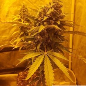 One Bud marijuana so heavy it leans sideways