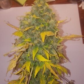 One bud fruit strain cannabis harves