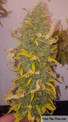 nice plant freshly harvested and ready to cure