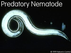 Predatory nematode under the microscope