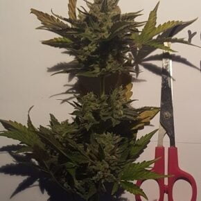 Marijuana bud compared to the size of scissors