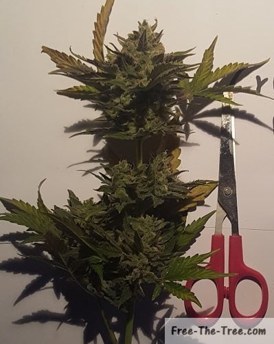 Marijuana bud compared to the size of scissors