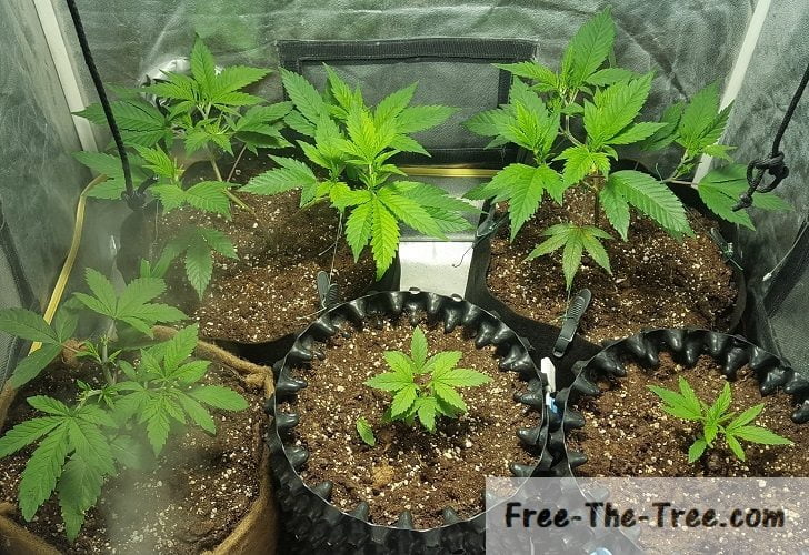 The Vegetation Stage of Cannabis – From Sprout to the Stretch