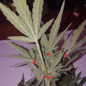 harvested bud before removing leaves