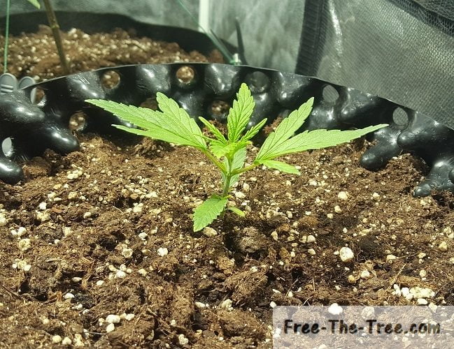 Choosing a marijuana strain: guide for beginner growers thumbnail