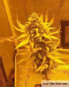 positive deficiency nearing harvest time