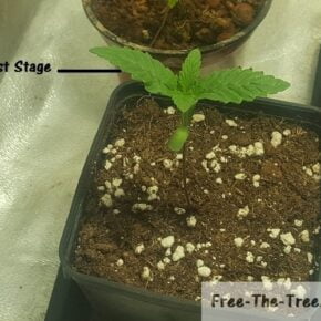 First stage composed of 4 leaves growing