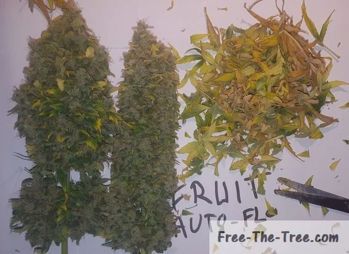 Harvesting, Drying and Curing your Weed – The final Steps!