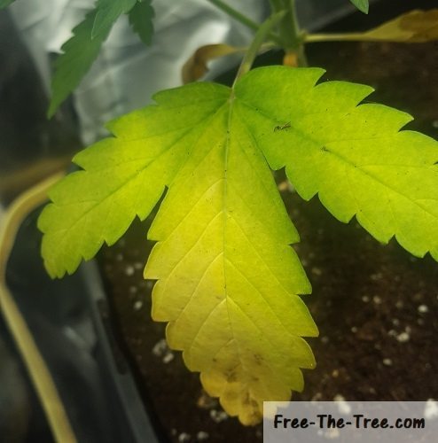 Nitrogen Deficiency ? How to Spot and Deal with It thumbnail