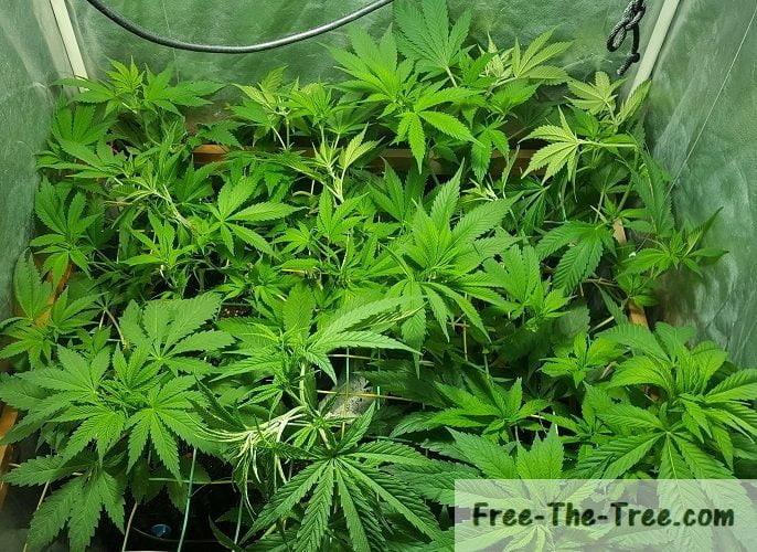 Plant Training – LST, Topping, FMIing, Super cropping and more! thumbnail