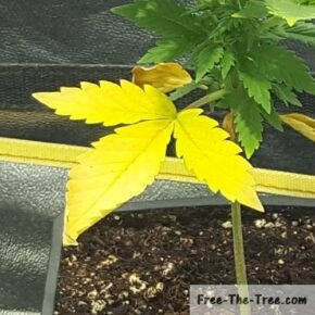 Leaf fully turned yellow