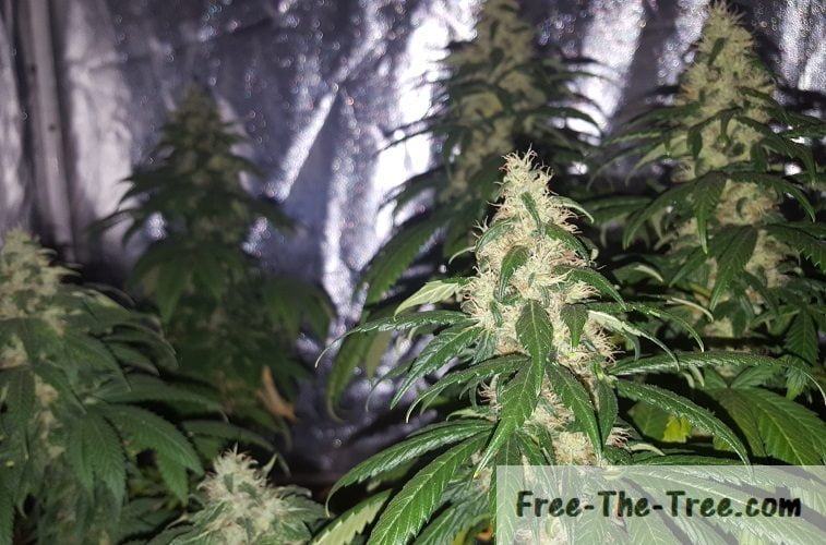 The Flowering Stage – From the Stretch to nice, tasty buds