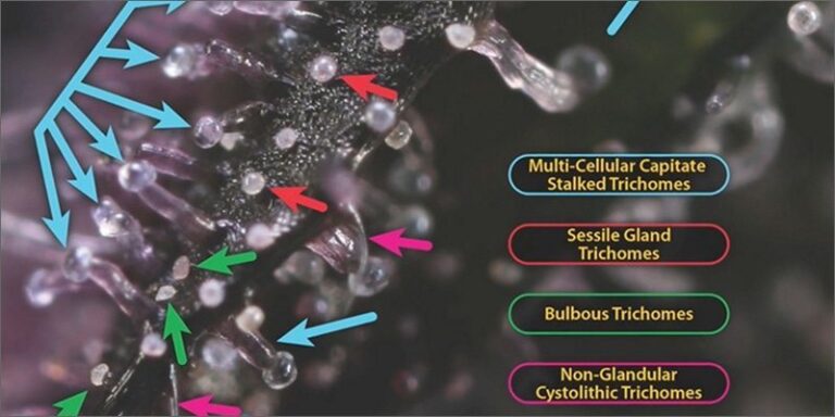 Microscopic level image detailing the 3 types of trichomes on cannabis