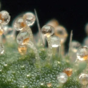 milky and amber trichomes, most strains are good to harvest now