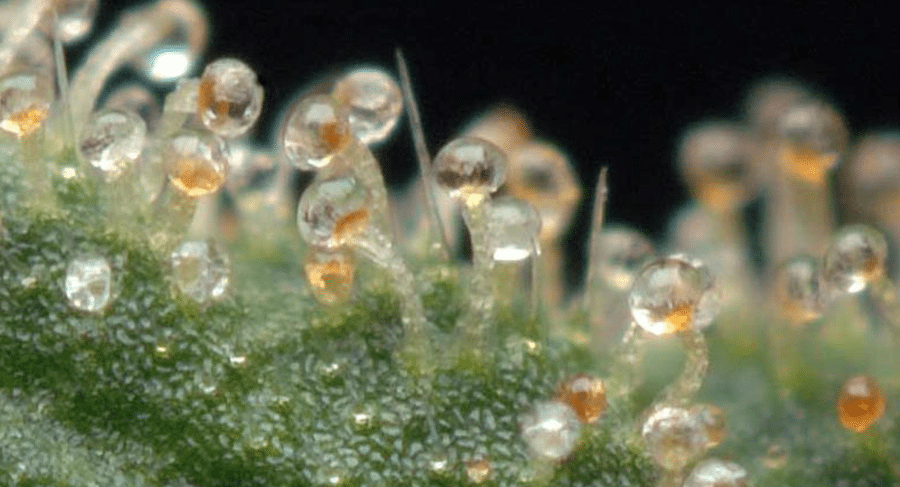 Trichomes on Weed – What are they? How are they Created? Are they important?