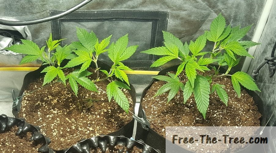 Big Buddha Cheese Grow Report | From Cuttings to Harvest thumbnail
