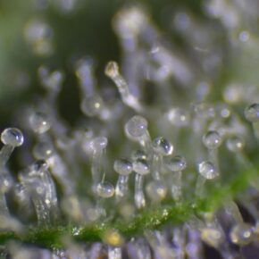 trichomes clear and still forming, too early for the harvest