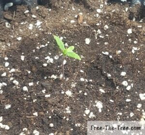 First set of leaves growing and cotyledon fully grown