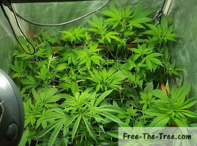 grow room full with colas ready to start stretch