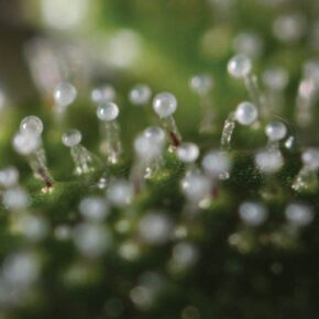 All trichomes milky, some strains can be harvested here