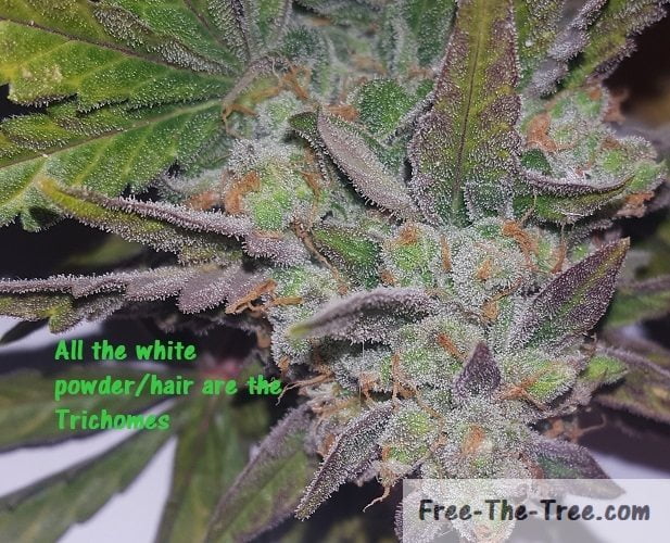 Trichomes on Weed – What are they? How are they Created? Are they important? thumbnail