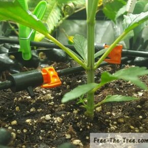 drip irrigation system automatically and slowly watering the plant