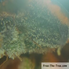 Clear trichomes all over blue kush
