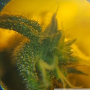 Clear and Milky Trichomes on Cheese strain pistils