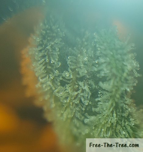 blue kush leaves covered with trichomes