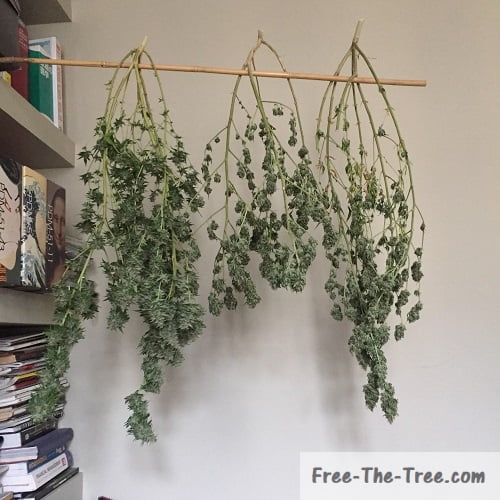 Indoor Growing | Why Grow your Own Weed?