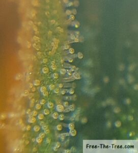 fully formed trichomes on marijuana leaf