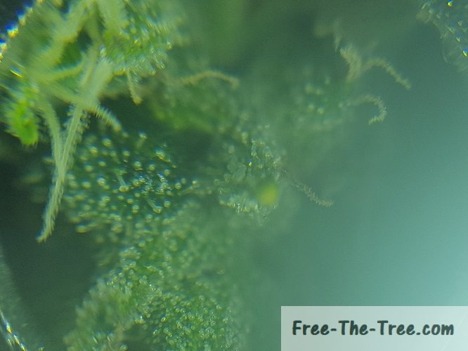 milky trichomes of the Cheese cannabis strain