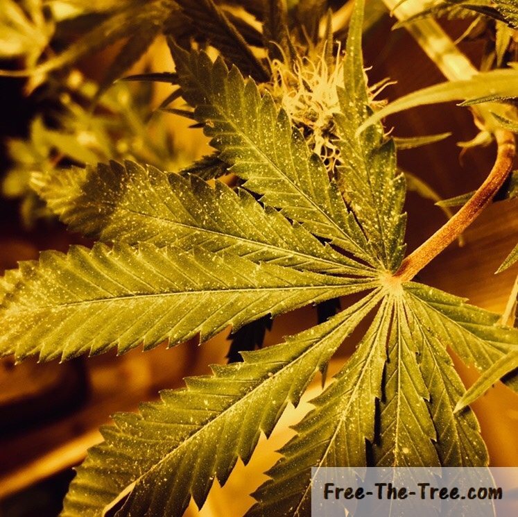 Spider Mites invading your Marijuana Culture? How To deal with them thumbnail